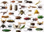 insect species