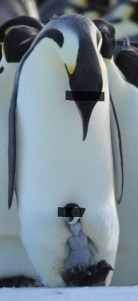 De-identified penguins. Pic by Kate Kloza